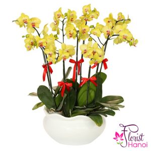 Order phalaenopsis flower in Hanoi