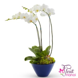 Phalaenopsis Orchid flower order online