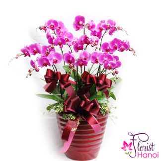 Purple phalaenopsis orchid plant