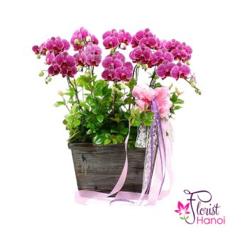 Send phalaenopsis to Hanoi