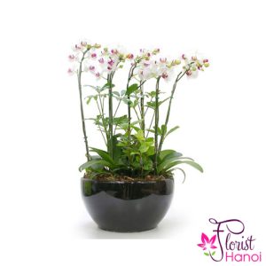 Beautiful Phalaenopsis Orchid flower