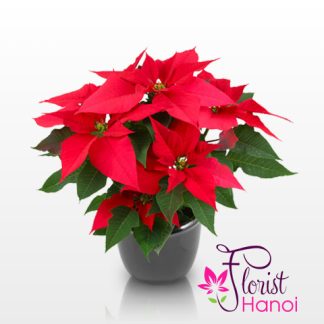 Christmas flower poinsettias