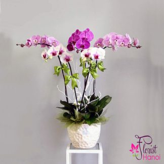 Mini Phalaenopsis Orchid Flower in Hanoi