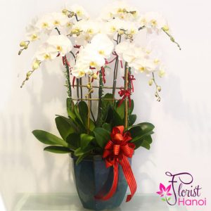 Phalaenopsis orchid delivery same day