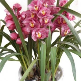 Send Cymbidium Flower To Hanoi