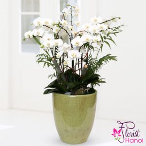 Pot for phalaenopsis orchid in Hanoi