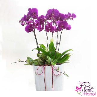 Send purple phalaenopsis orchid to Vietnam