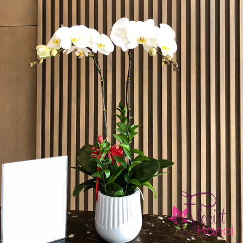 Phalaenopsis orchid arrangement for womens day