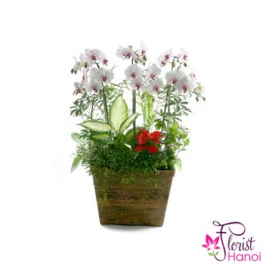 White phalaenopsis orchid flower in Hanoi