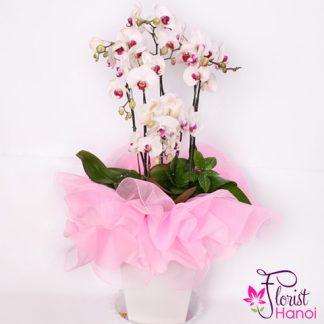 White phalaenopsis orchid Hanoi city